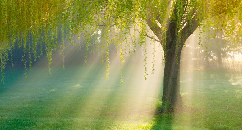 Arbre – régression dans les vies antérieures